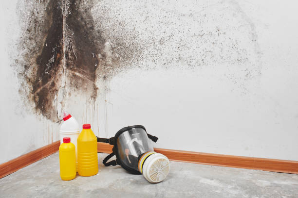Best Fast Mold Removal  in Earlington, KY