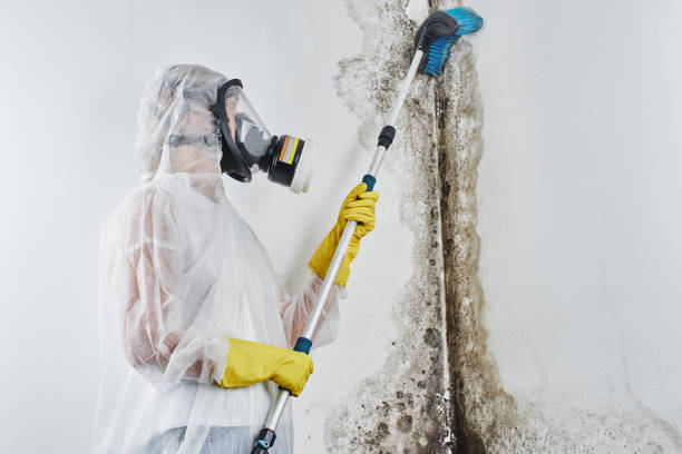 Home Mold Removal in Earlington, KY