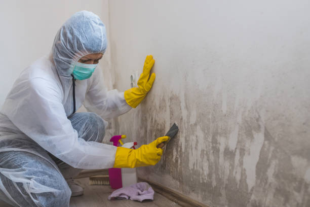 Attic Mold Removal in Earlington, KY