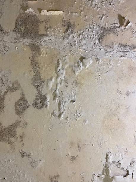 Best Attic Mold Removal  in Earlington, KY
