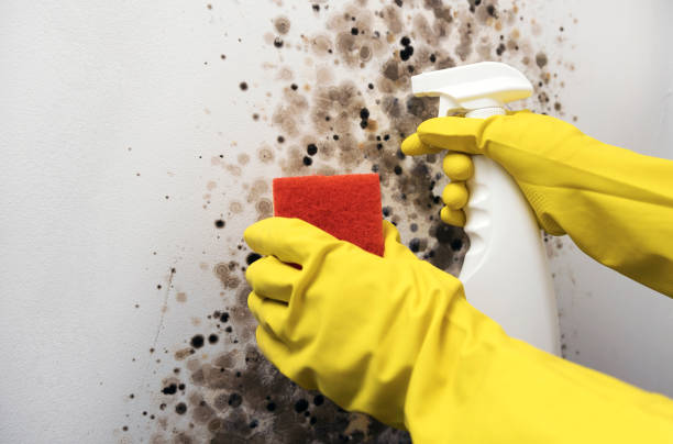Best Office Mold Removal Services  in Earlington, KY